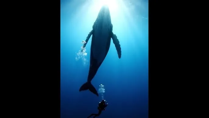 篮球体育生gv在线 - 深蓝星球：探索海洋深处的未知世界